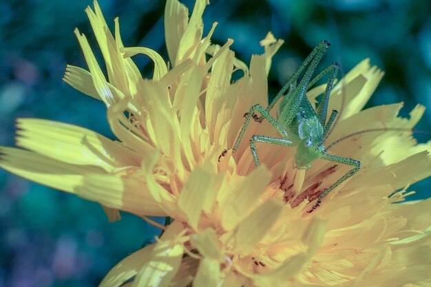 Prossimo piano di un insetto sul fiore