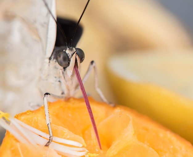 Prossimo piano di un insetto sul frutto