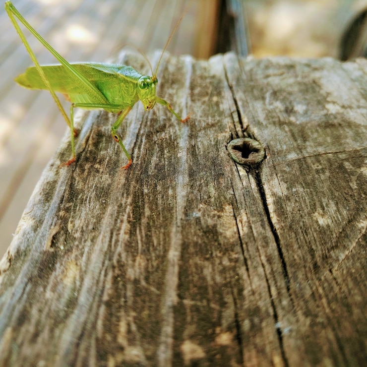 Foto prossimo piano di un insetto sul legno