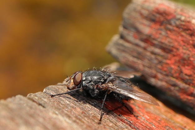 Prossimo piano di un insetto sul legno