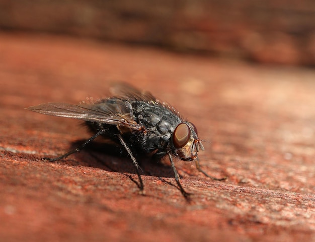 Prossimo piano di un insetto sul legno