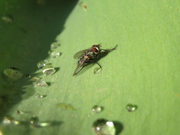 Prossimo piano di un insetto sull'acqua