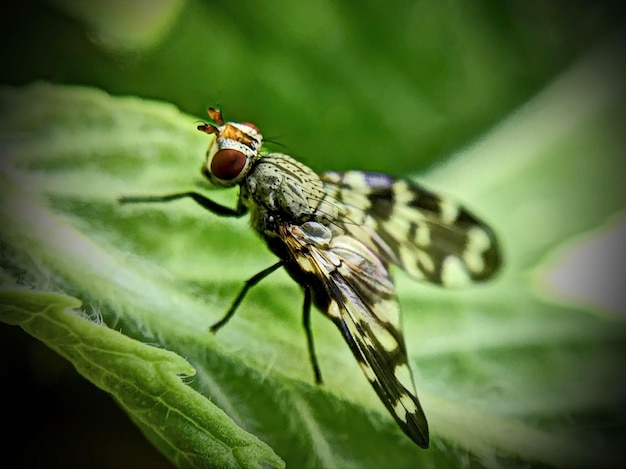 Prossimo piano di un insetto sulla foglia di una pianta