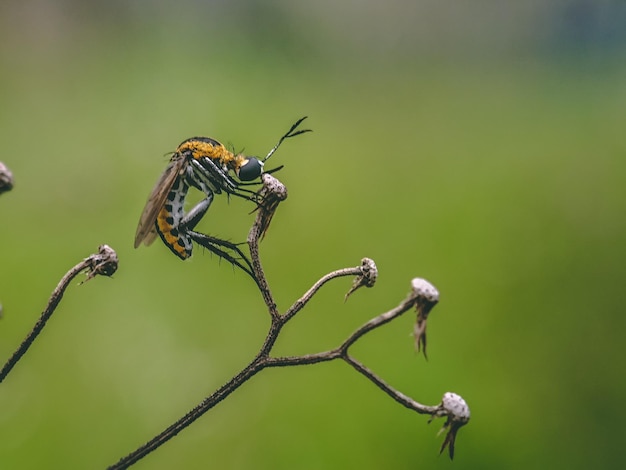 Prossimo piano di un insetto sulla mosca toxophora delle piante