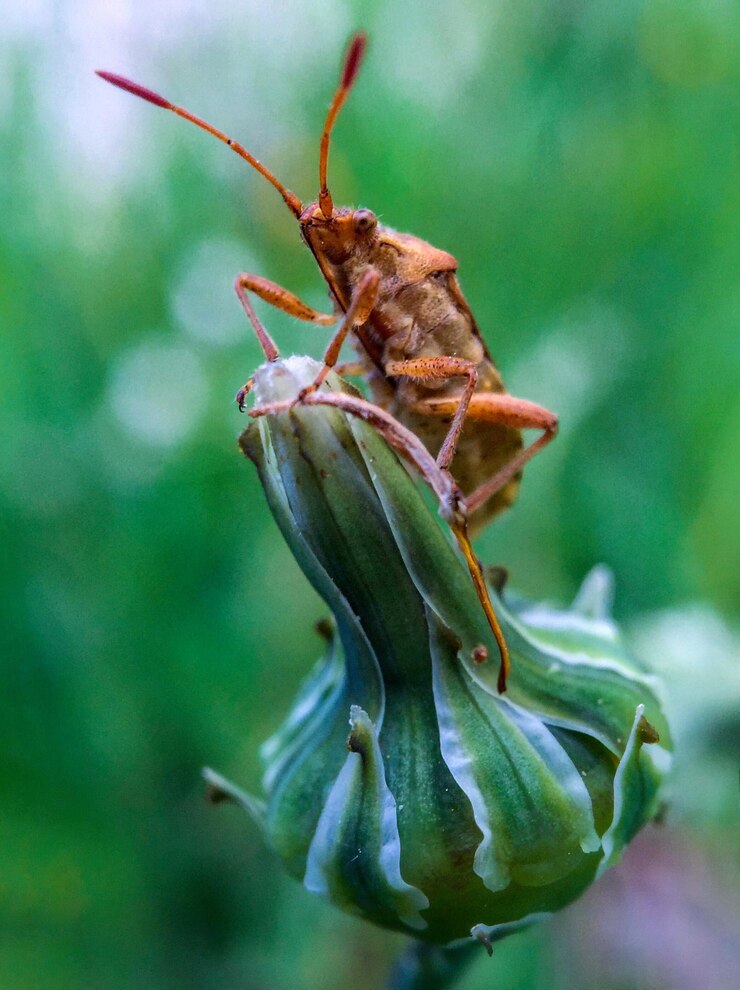 Foto prossimo piano di un insetto sulla pianta