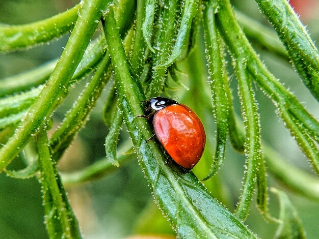 Prossimo piano di un insetto sulla pianta