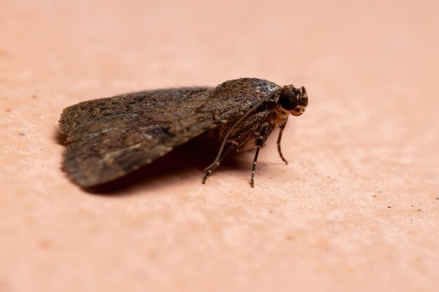 Prossimo piano di un insetto sulla roccia
