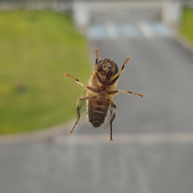 Foto prossimo piano di un insetto