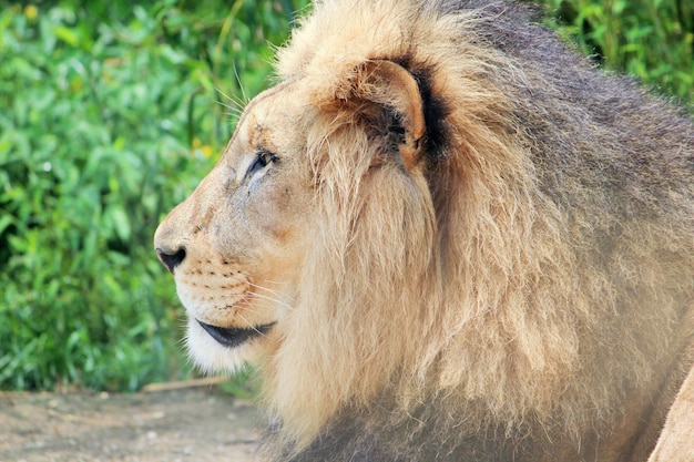 Prossimo piano di un leone