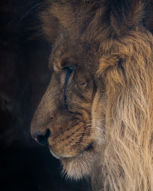 Prossimo piano di un leone