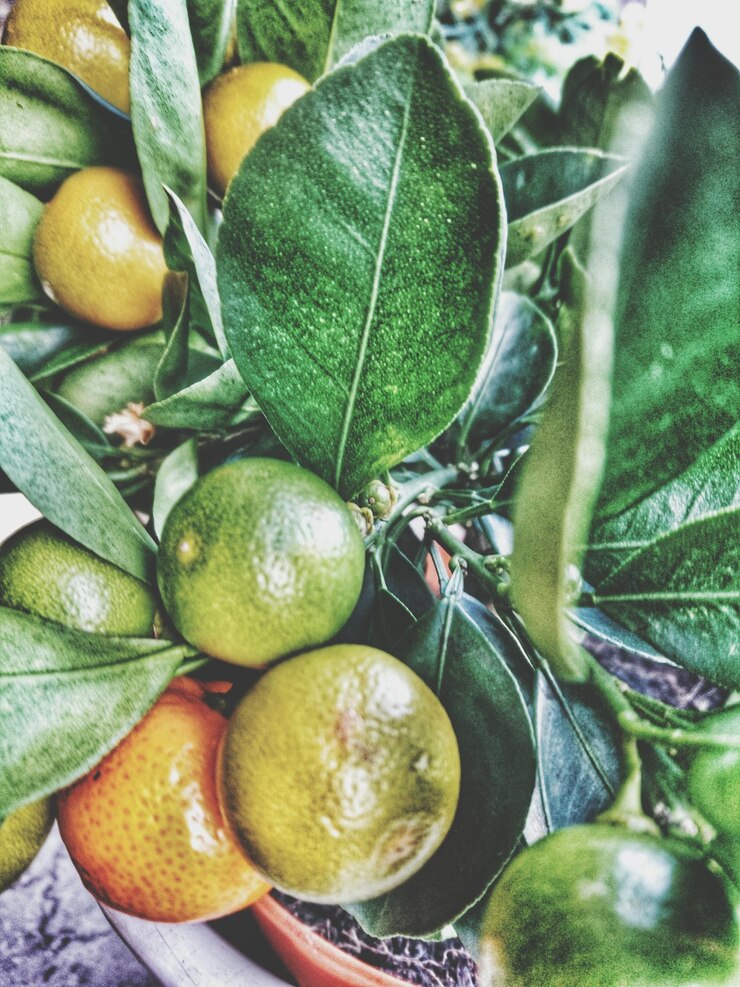 Foto prossimo piano di un limone fresco