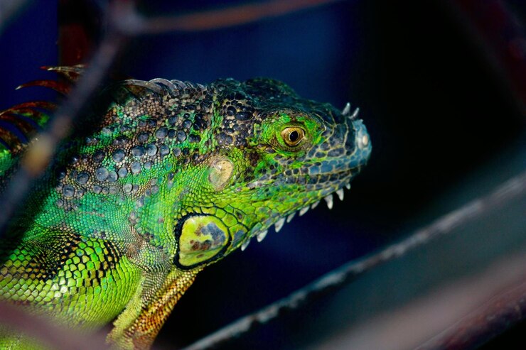 Foto prossimo piano di un maschio di iguana al crepuscolo