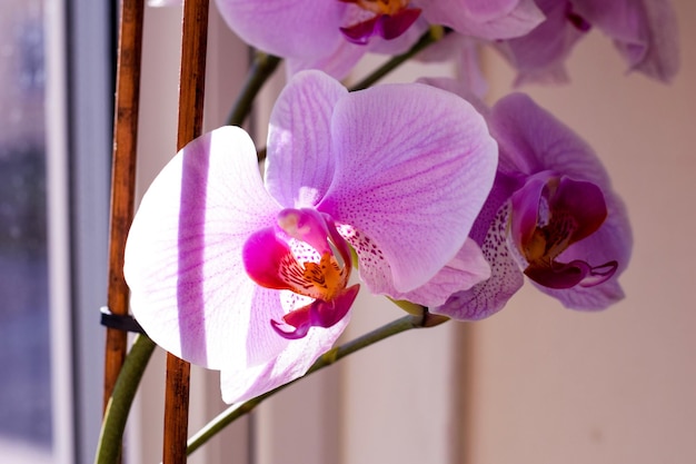 Prossimo piano di un'orchidea rosa