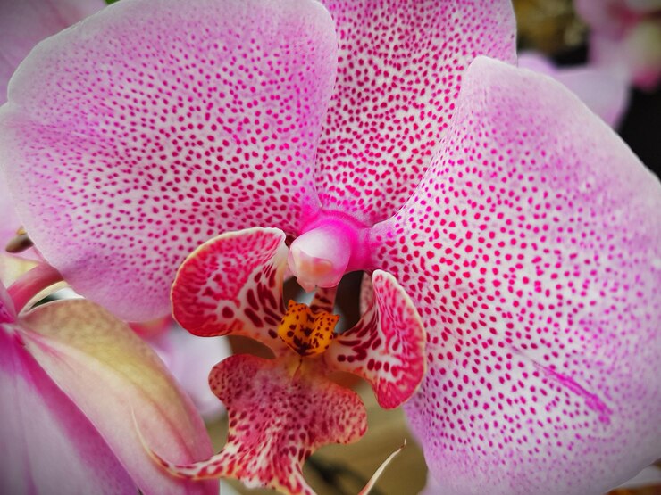 Foto prossimo piano di un'orchidea rosa