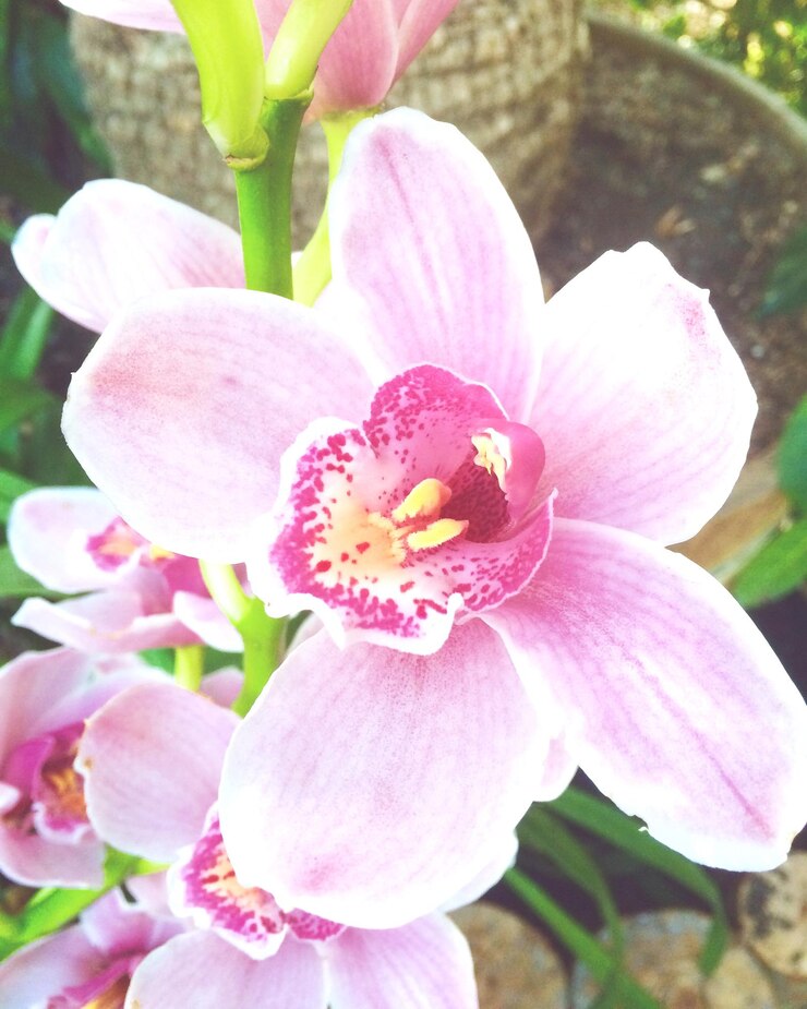Foto prossimo piano di un'orchidea rosa