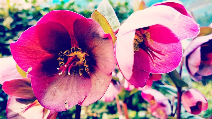 Foto prossimo piano di un'orchidea rossa in fiore all'aperto