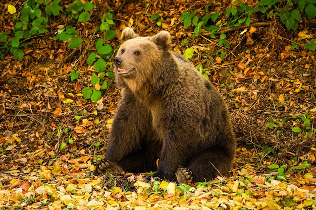 Prossimo piano di un orso selvaggio nella foresta