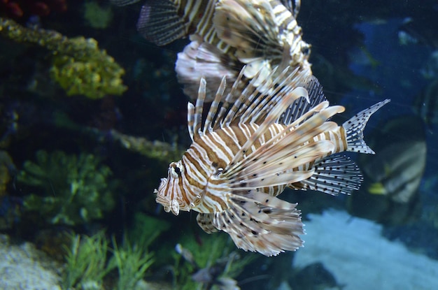 Prossimo piano di un pesce leone che nuota in un acquario