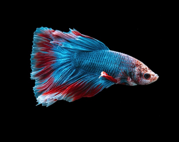 Prossimo piano di un pesce rosso su uno sfondo nero