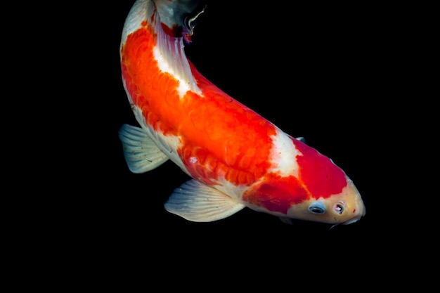 Prossimo piano di un pesce sott'acqua.