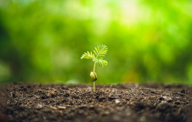 Prossimo piano di un piccolo albero che cresce nel terreno