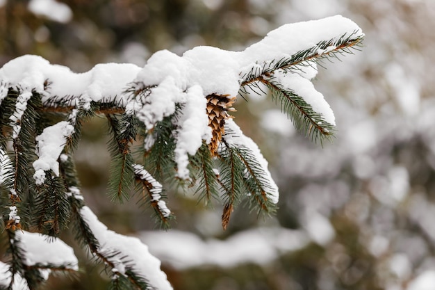 Prossimo piano di un pino coperto di neve