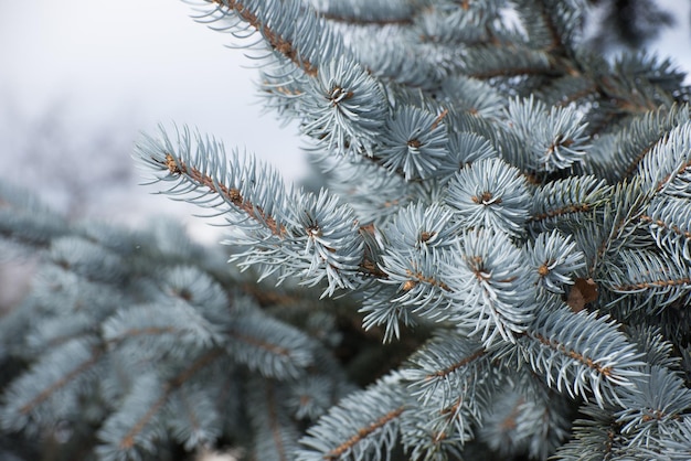 Prossimo piano di un pino in inverno