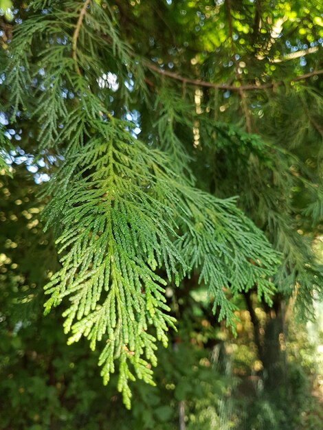 Prossimo piano di un pino