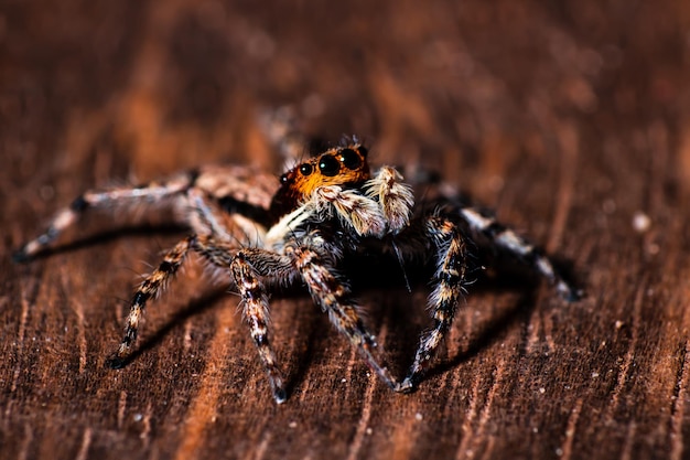Prossimo piano di un ragno sul legno