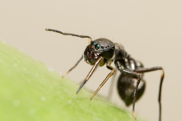 Prossimo piano di un ragno sulla foglia