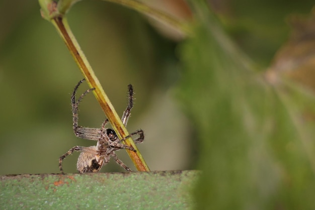 Prossimo piano di un ragno sulla pianta