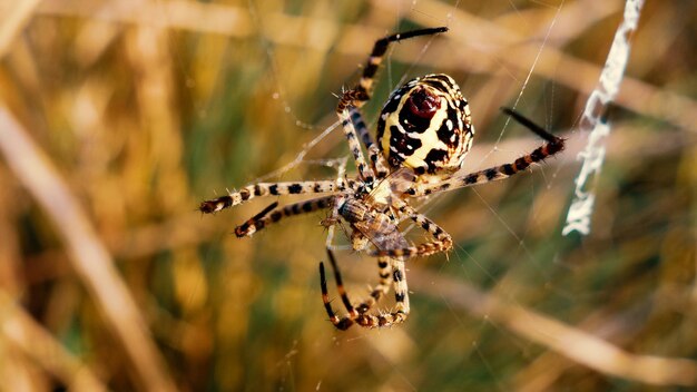 Prossimo piano di un ragno sulla pianta