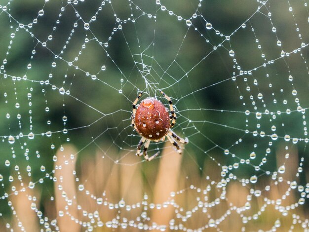 Prossimo piano di un ragno sulla rete bagnata