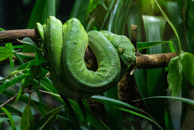 Prossimo piano di un serpente sul ramo