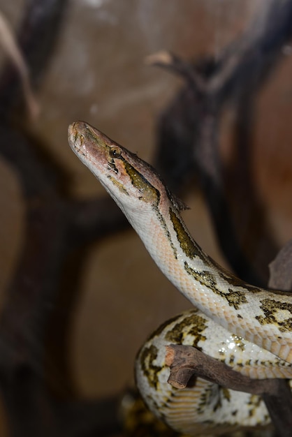 Prossimo piano di un serpente