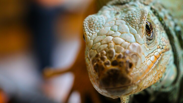 Foto prossimo piano di un serpente