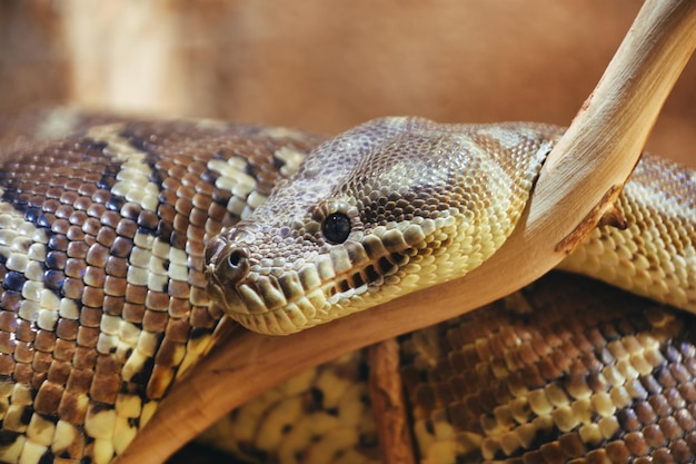 Prossimo piano di un serpente