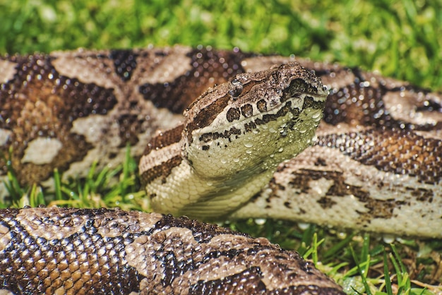 Prossimo piano di un serpente