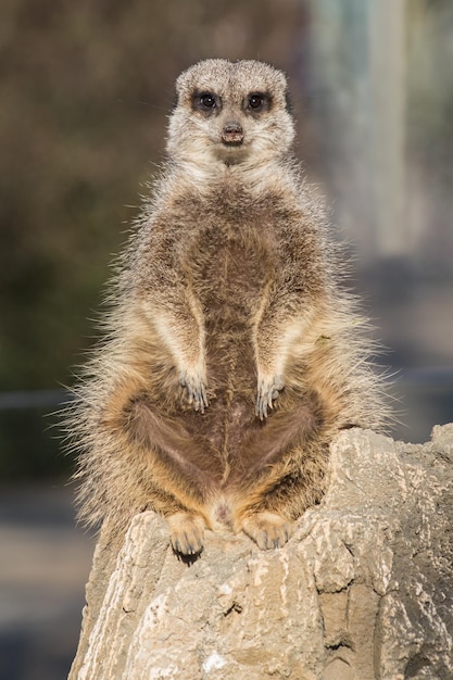 Prossimo piano di un suricata sulla roccia