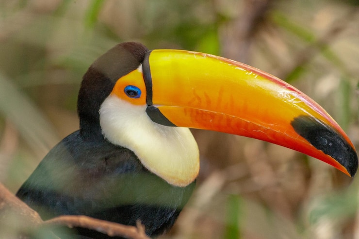 Foto prossimo piano di un tucano