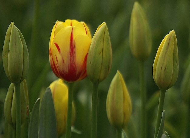 Prossimo piano di un tulipano giallo