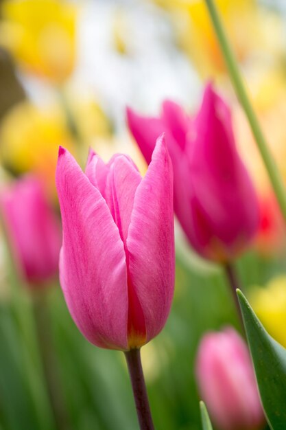 Prossimo piano di un tulipano rosa