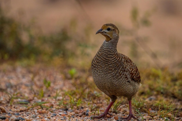 Prossimo piano di un uccello appoggiato a terra