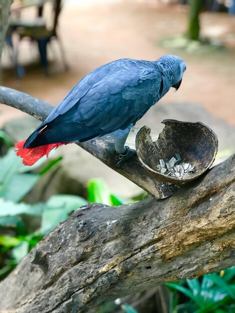 Prossimo piano di un uccello appoggiato su un ramo