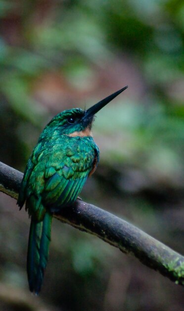 Prossimo piano di un uccello appoggiato su un ramo