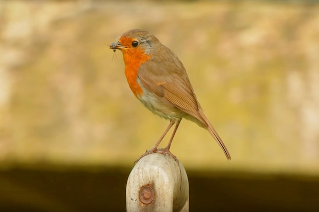 Prossimo piano di un uccello appollaiato all'aperto