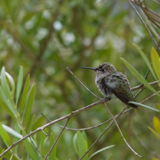 Prossimo piano di un uccello appollaiato su un albero