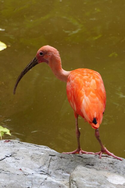 Prossimo piano di un uccello appollaiato su un lago