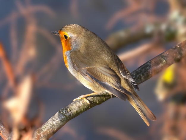 Prossimo piano di un uccello appollaiato su un ramo