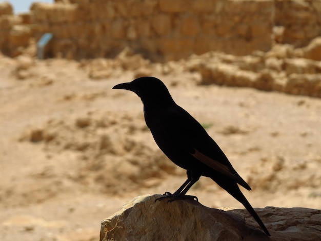 Prossimo piano di un uccello appollaiato su una roccia